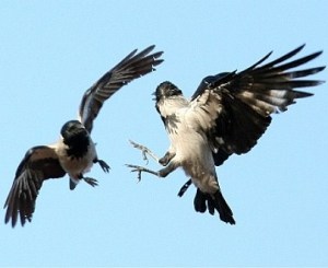 crows_fight_01